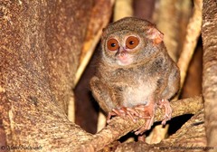 Tarsius spectrumgurskyae