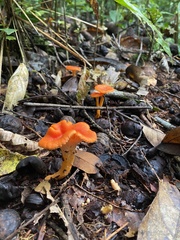 Cantharellus guyanensis