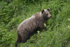 Ursus arctos beringianus
