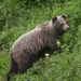 Kamchatka Brown Bear - Photo (c) garywwilson, some rights reserved (CC BY-NC), uploaded by garywwilson