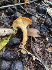 Cantharellus guyanensis