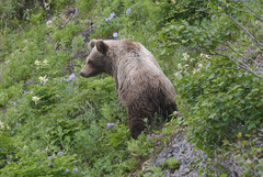 Ursus arctos beringianus