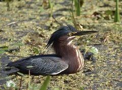 Butorides virescens image
