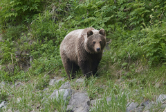 Ursus arctos beringianus