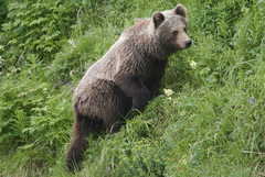 Ursus arctos beringianus