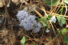 Ageratum corymbosum