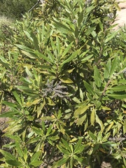 Eriodictyon trichocalyx