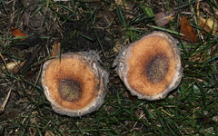 Scleroderma polyrhizum