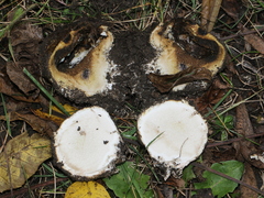 Scleroderma polyrhizum