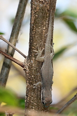 Phelsuma modesta