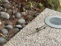 Eutropis multifasciata