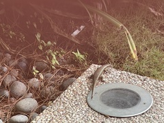 Eutropis multifasciata