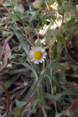 Erigeron pubescens