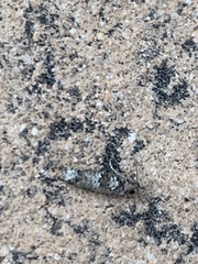 Pseudexentera knudsoni