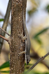 Phelsuma modesta