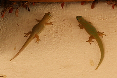 Phelsuma modesta