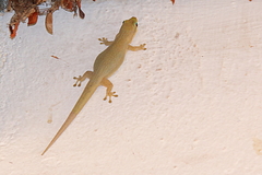 Phelsuma modesta