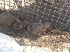 Phrynosoma coronatum