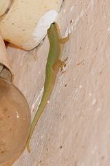 Phelsuma modesta