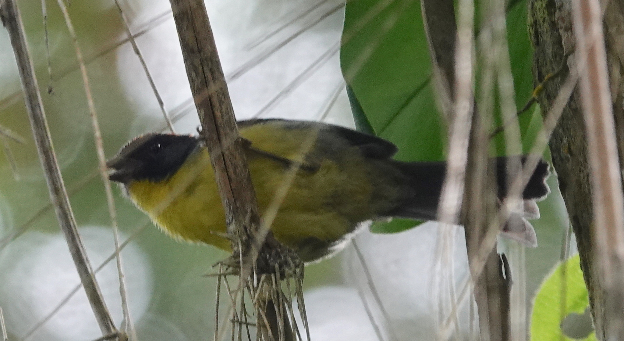 Black-fronted Brushfinch (Atlapetes nigrifrons), photo 7