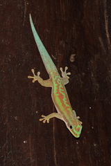 Phelsuma modesta