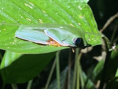 Callimedusa