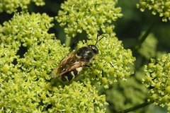 Stratiomys singularior