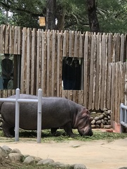 Hippopotamus