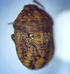 Psacasta neglecta