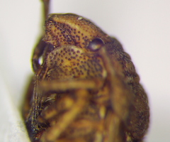 Psacasta neglecta