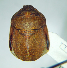 Psacasta exanthematica