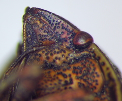 Psacasta exanthematica