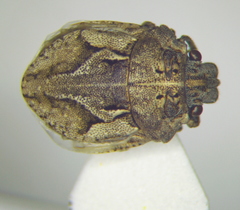 Phimodera humeralis