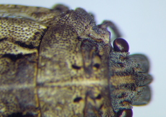 Phimodera humeralis