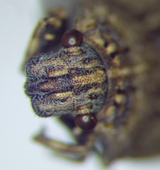 Phimodera humeralis