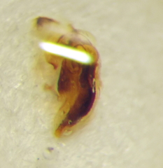 Phimodera humeralis