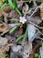 Claytonia caroliniana