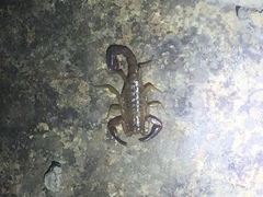 Vaejovis intermedius