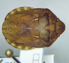 Eurygaster maura