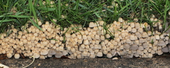 Coprinellus disseminatus