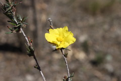 Hibbertia stricta