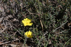 Hibbertia stricta