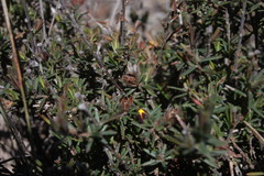 Hibbertia stricta