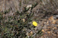 Hibbertia stricta