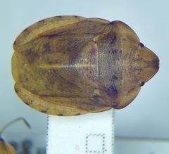 Eurygaster dilaticollis