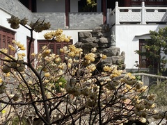 Edgeworthia chrysantha