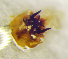 Eurygaster dilaticollis