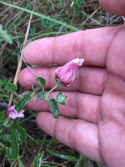Pavonia cymbalaria