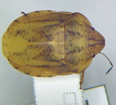 Eurygaster dilaticollis