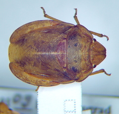 Eurygaster dilaticollis